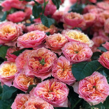 Orange Desert Rose Seeds