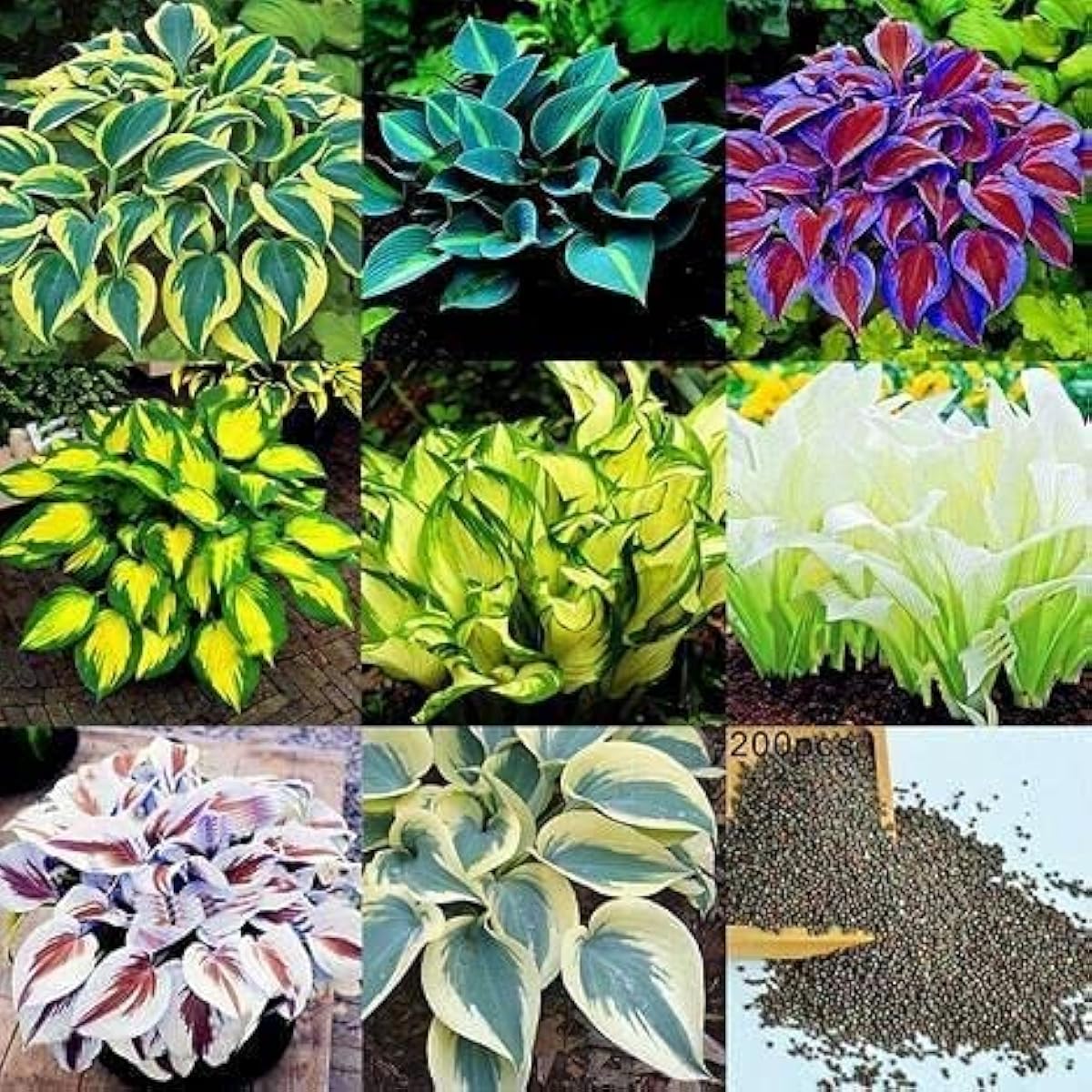 Mixed Hosta Plant Seeds – up to 50%