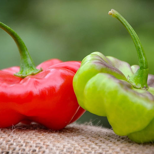Aji Cachucha Purple Splotched Hot Pepper Seeds