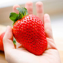 Large Strawberry Seeds