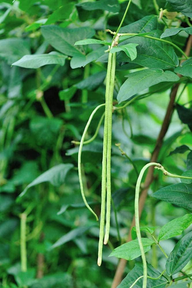 Long Red Noodle Bean Seeds up to 50%