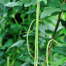 Long Red Noodle Bean Seeds
