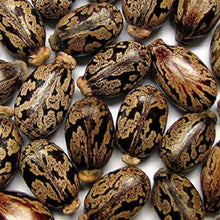Castor Bean Seeds