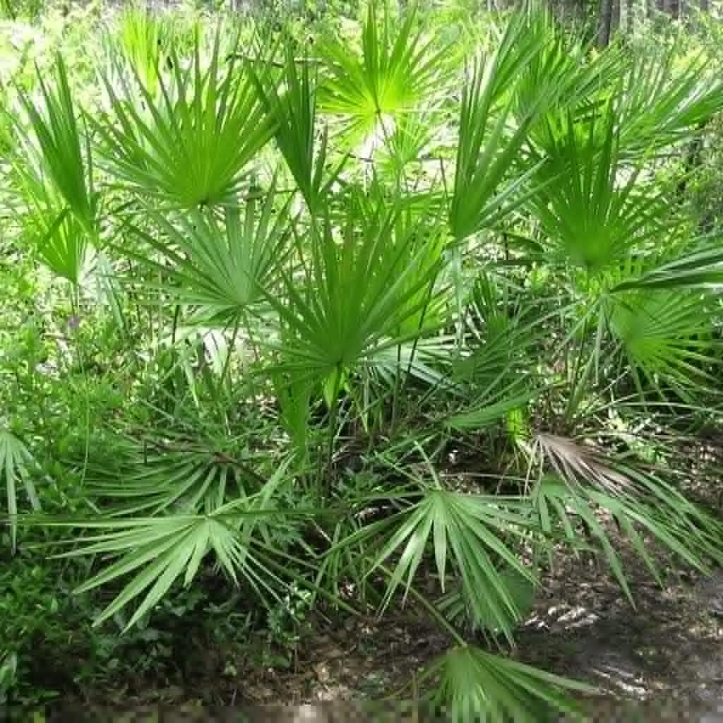 Saw Palmetto Seeds