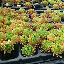 Sempervivum Succulent Seeds