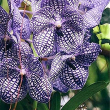 Cymbidium Orchid Seeds Silk Butterfly Variety