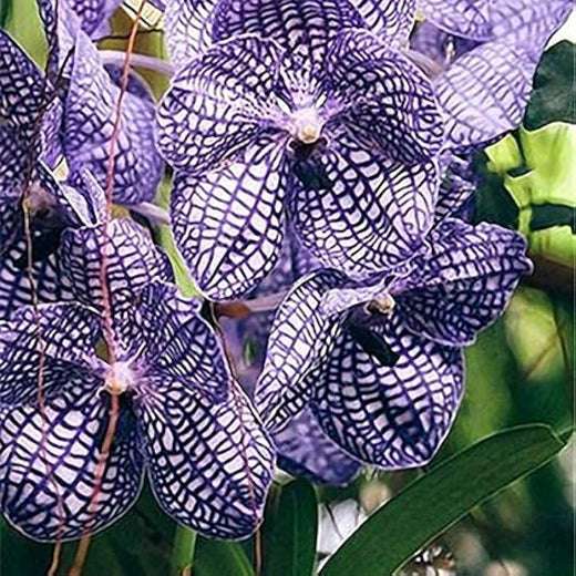 Cymbidium Orchid Seeds Butterfly Orchid Home & Wedding Decoration