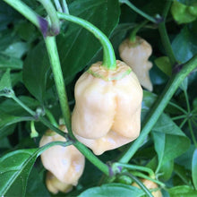 White Bubblegum Pepper Seeds