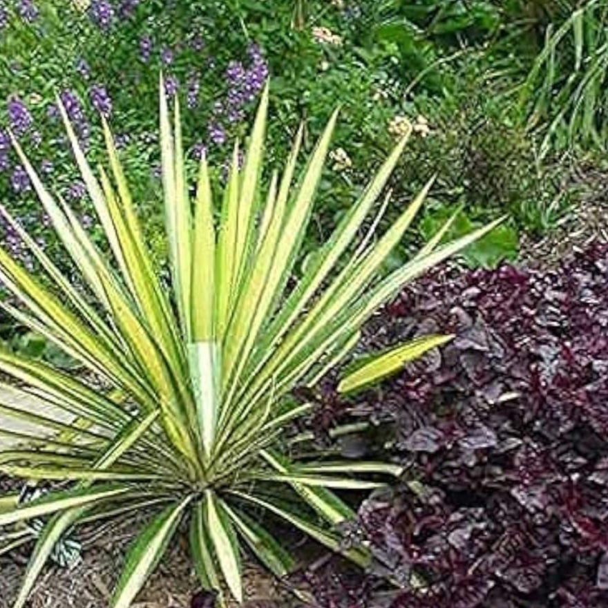 Yucca Filamentosa Variegated seeds up to 50%