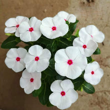 Vinca Seeds - Mixed Periwinkle