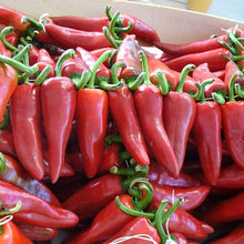 Piment d'Espelette Pepper Seeds