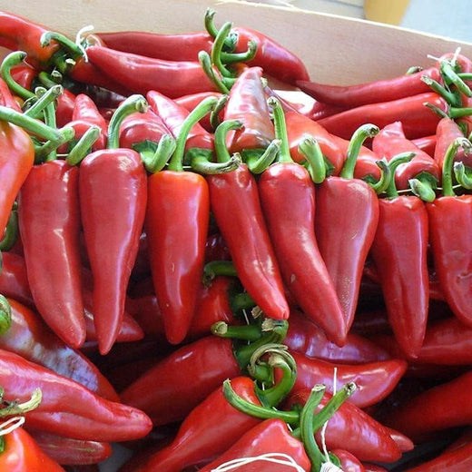 Piment d'Espelette Pepper Seeds