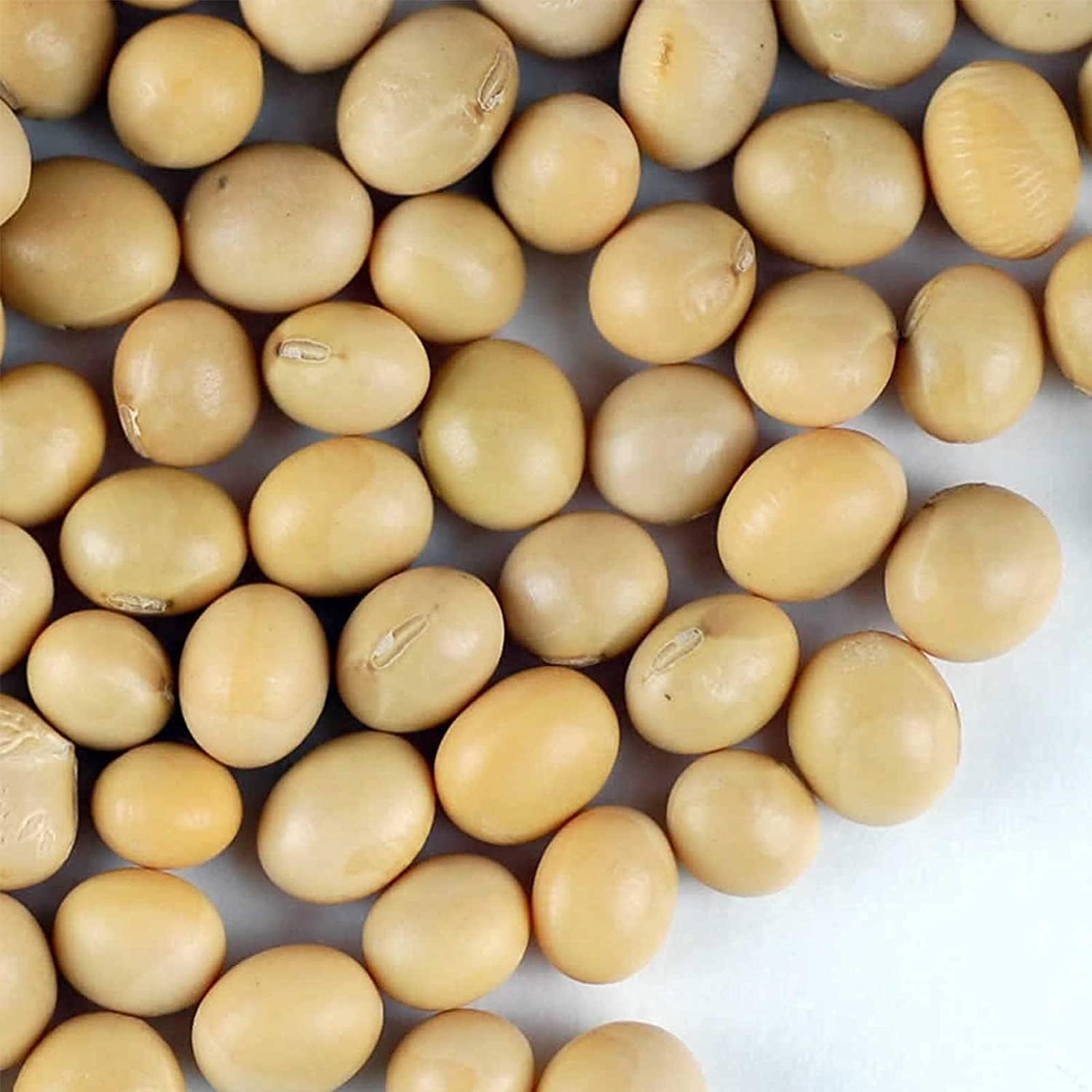 Organic Soybean Seeds – Non-GMO for Sprouts &amp; Gardening | up to 50%
