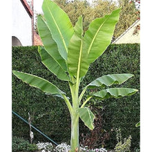 Snow Banana Seeds
