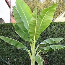 Snow Banana Ornamental Plant Seeds