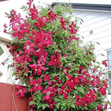 Clematis Perennial Climbing Flower Seeds Peachpuff