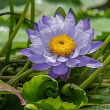 Lotus Seeds