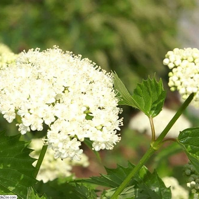Viburnum dentatum seeds up to 50%
