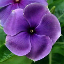 Vinca Seeds - Mixed Periwinkle