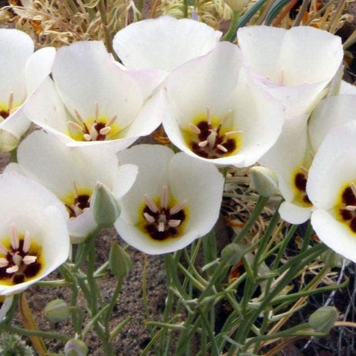 Sego Lily Flower Seeds