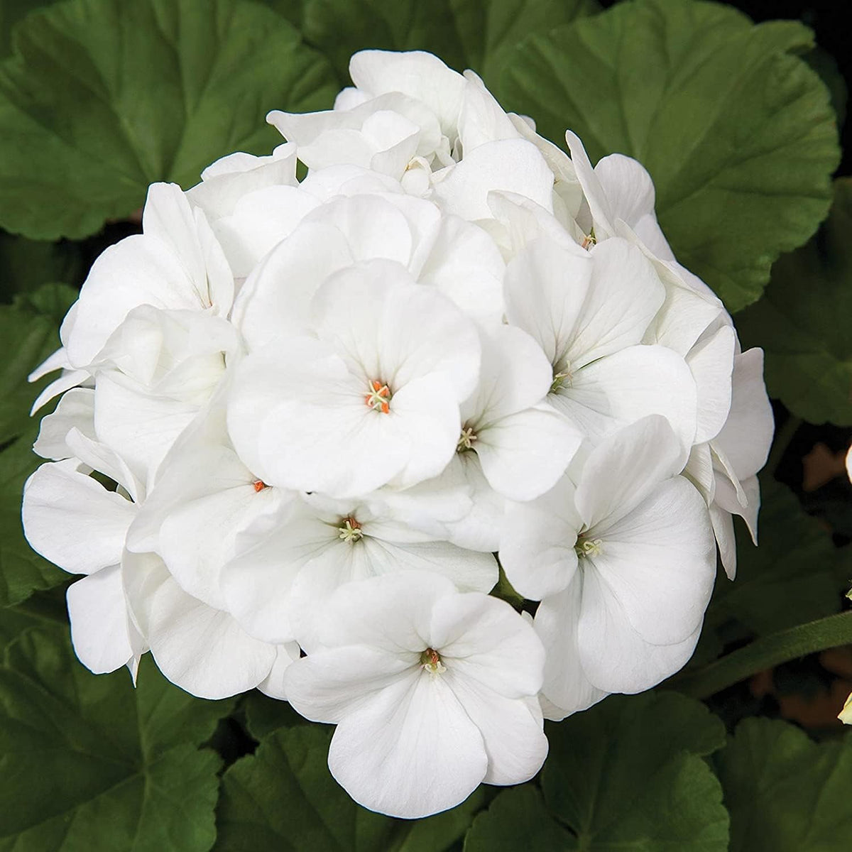 Geranium Flower Seeds White Blooms