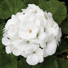 Geranium Flower Seeds White Blooms