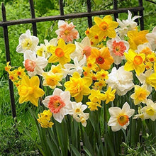 Narcissus Seeds