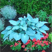 Hosta Seeds - Mixed