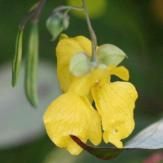 Yellow Jewelweed Seeds