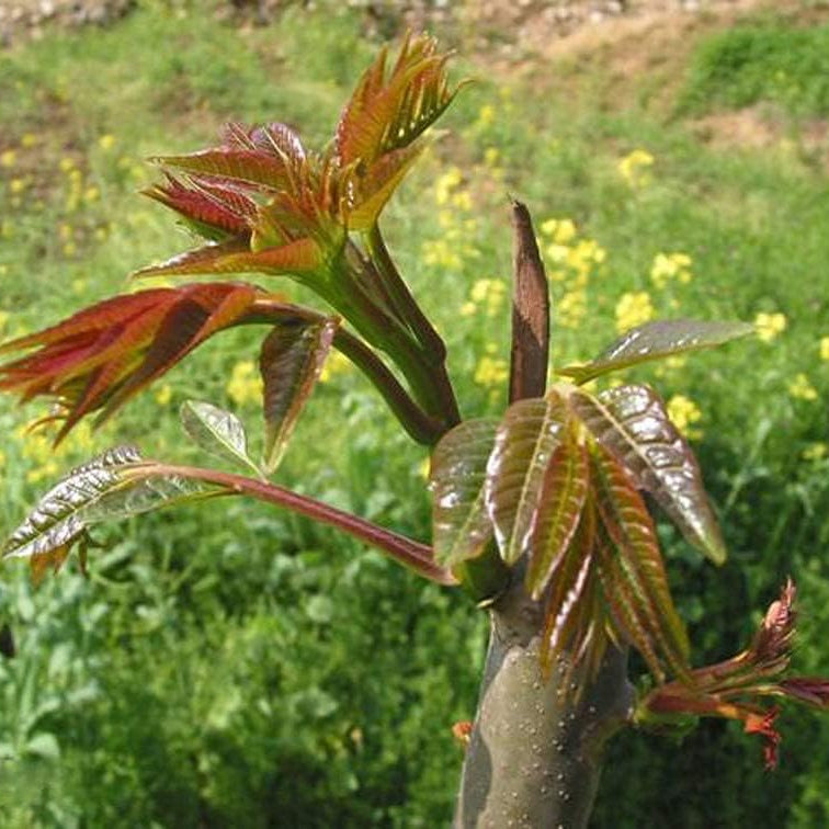 Toona sinensis seeds up to 50%