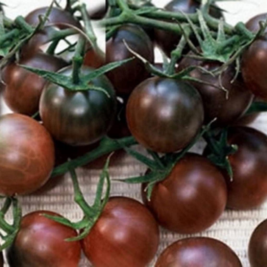 Black Early Tomato Seeds up to 50%