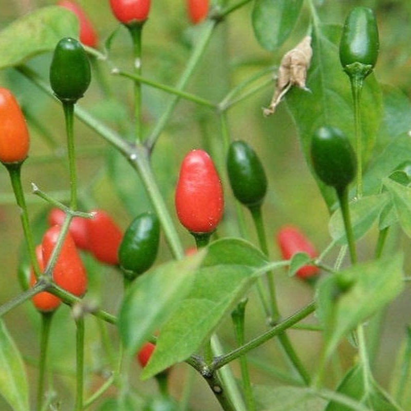 Chile Pequin Pepper Seeds up to 50%
