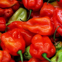 Aji Dulce Red Sweet Venezuelan Pepper Seeds