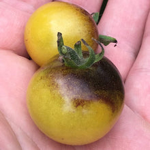 Blushing Cherry Tomato Seeds
