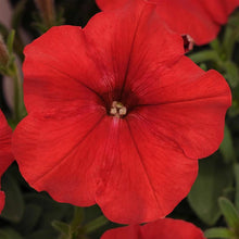 Red Petunia Seeds