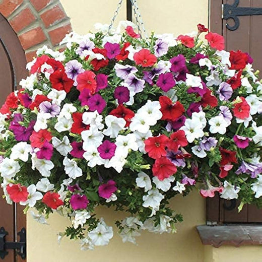 Petunia Seeds