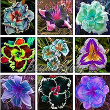 Hybrid Daylily Seeds