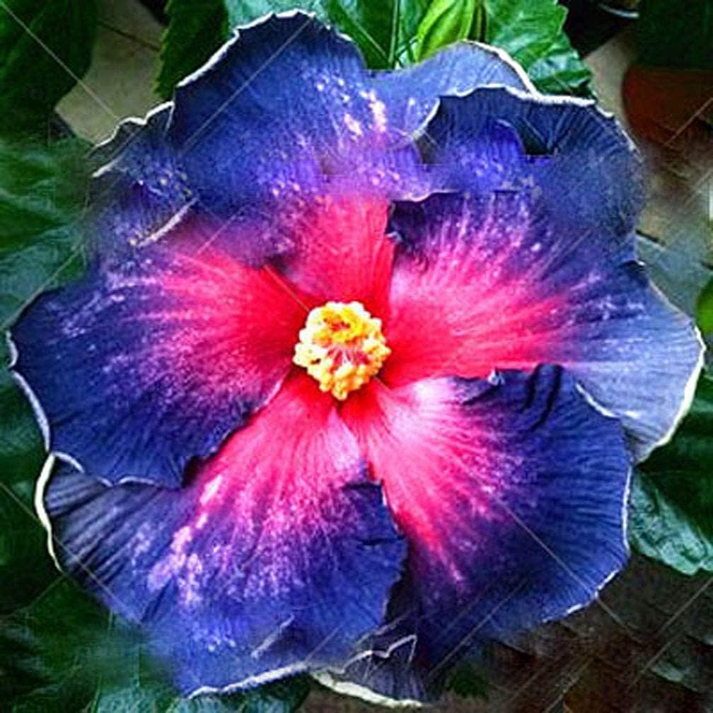 Giant Hibiscus Flower Seeds Ornamental Bonsai & Garden Plant