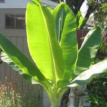 Snow Banana Seeds