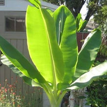 Snow Banana Ornamental Plant Seeds