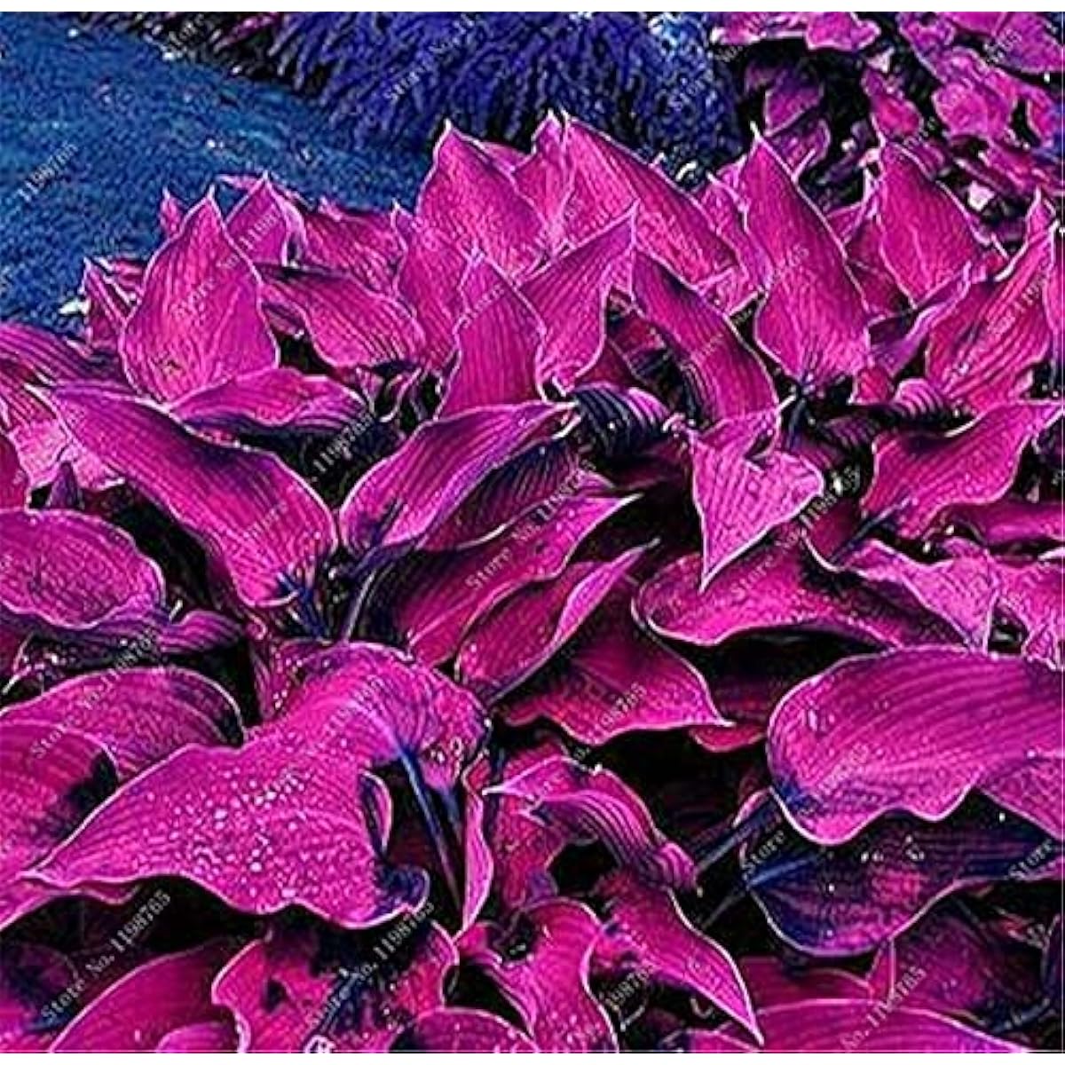 Mixed Hosta Jardin Perennial Lily Seeds – White Lace Variety– up to 50%