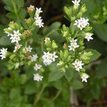 Stevia Seeds