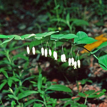 Solomons Seal Seeds
