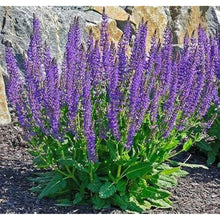 May Night Salvia Seeds