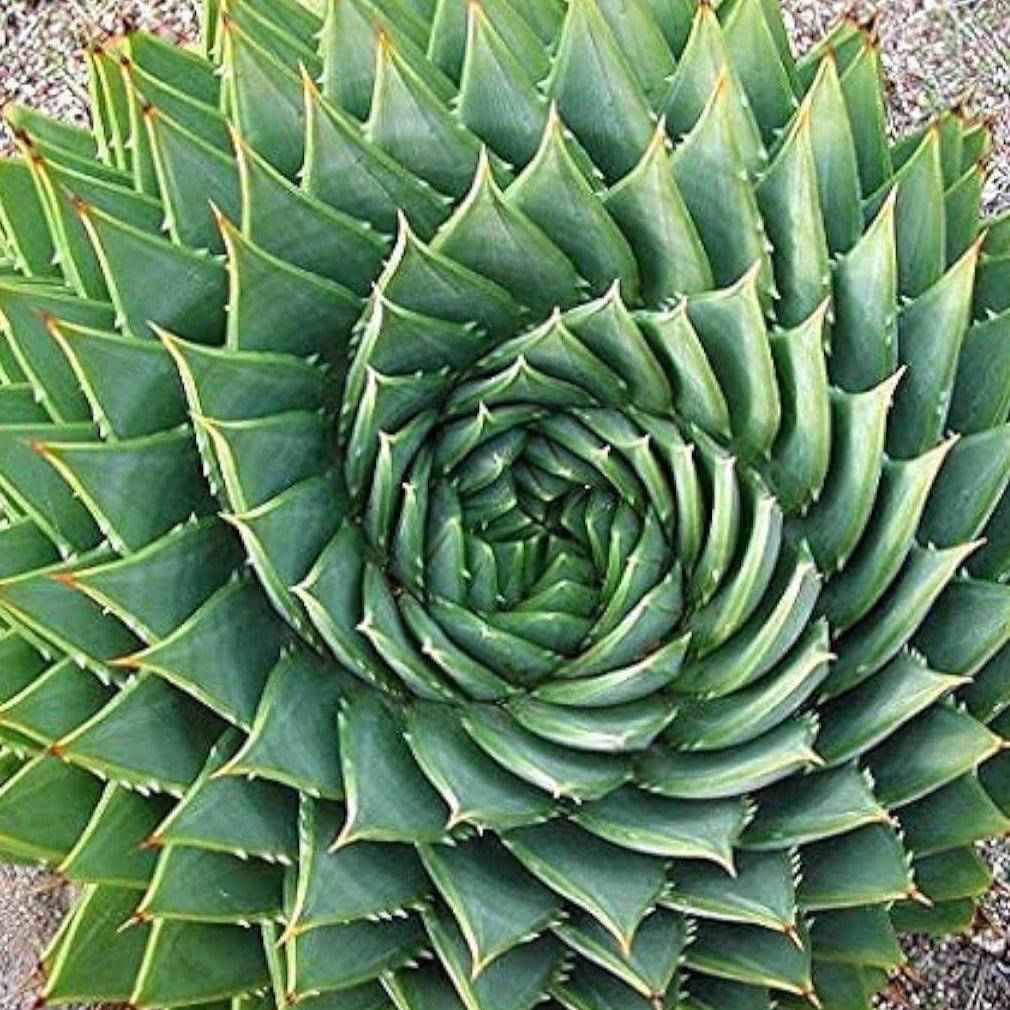 Spiral Aloe Succulent Seeds up to 50%