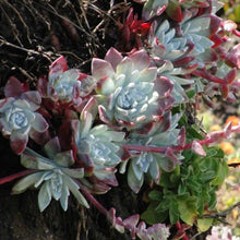 Dudleya Farinosa Seeds