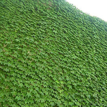 Boston Ivy Seeds