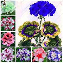 Violet Geranium Flower Seeds