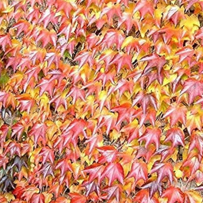 Boston Ivy Climbing Seeds up to 50%