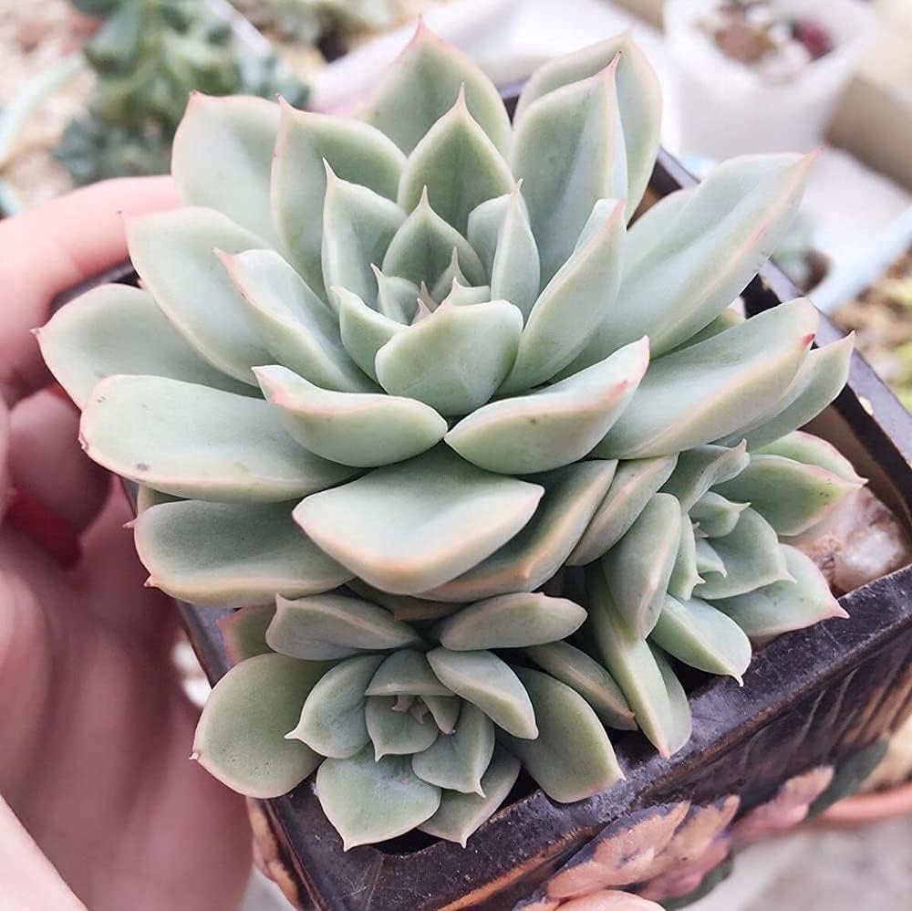 Moon Fairy Succulent Seeds up to 50%
